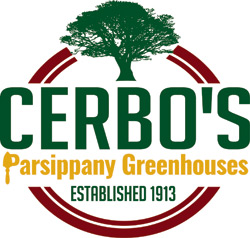 cerbo-250x238